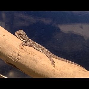 Meet your Posher, Harvey